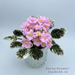Daria (S.Sorano)  